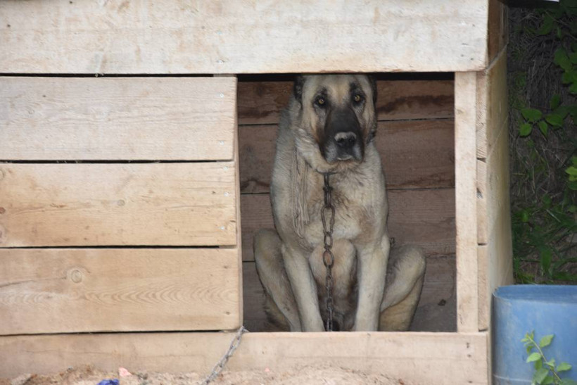 İklim krizi Kangal köpeklerini de etkiledi: Doğum oranı yüzde 50 düştü - Resim: 7